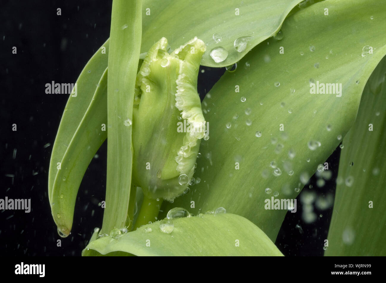 rain and tulip Stock Photo - Alamy