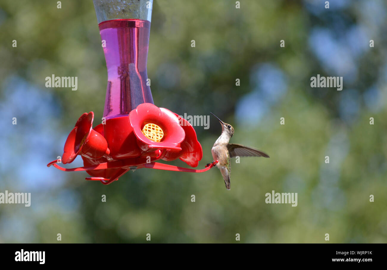 A ruby-throat hummingbird about to take a drink from a Hummingbird feeder in Montreal, Quebec, Canada.  Hummingbirds are very common in the region. Stock Photo