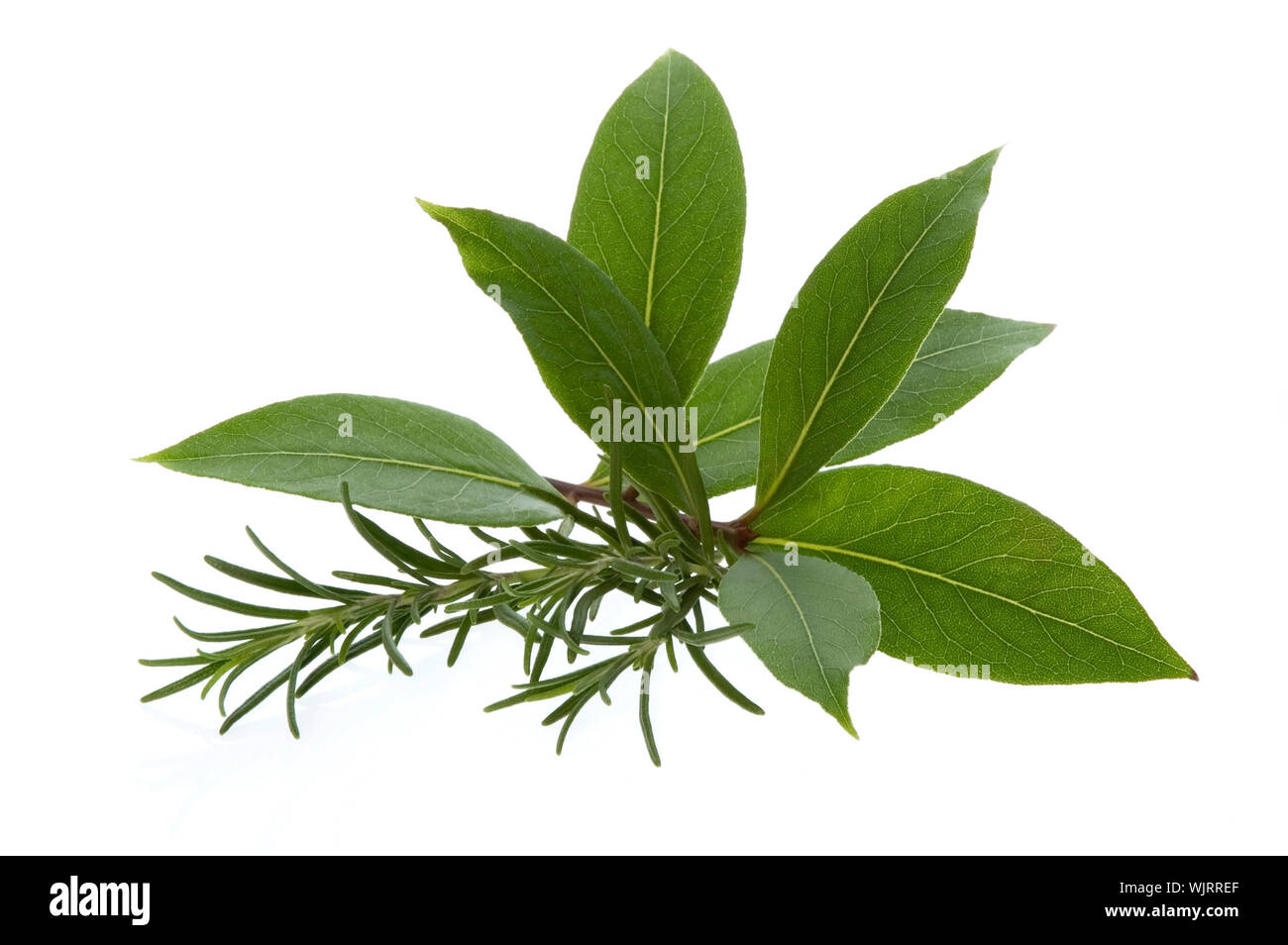 fresh herbs. bay leaves, lavender, rosemary Stock Photo Alamy
