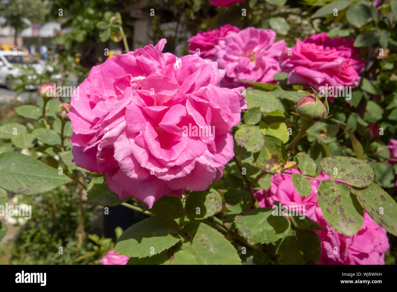 french rose flower photo. Close up Stock Photo