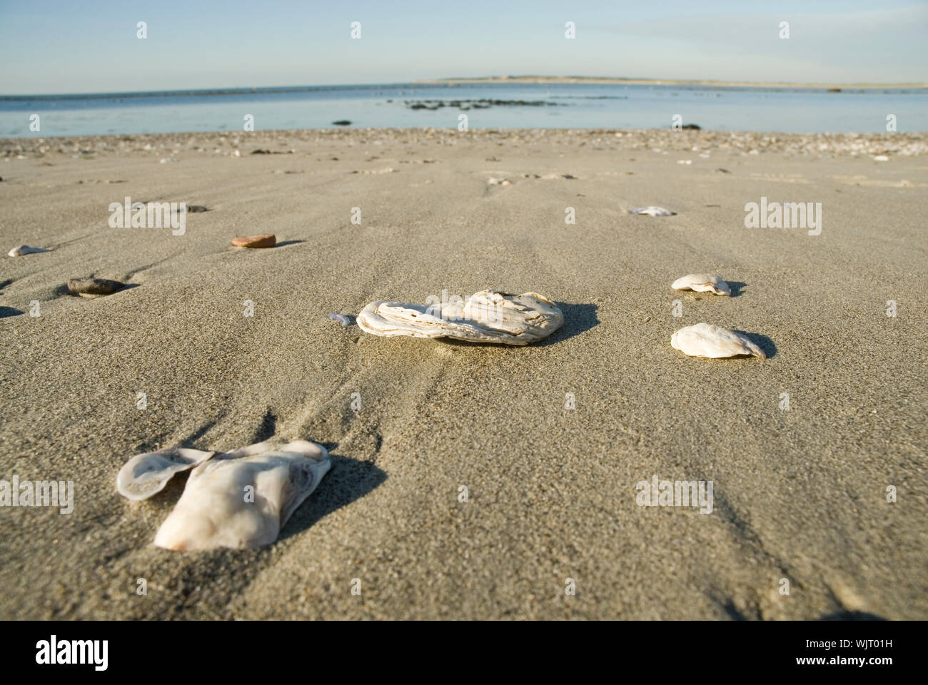 Empty shells at the beach Stock Photo - Alamy