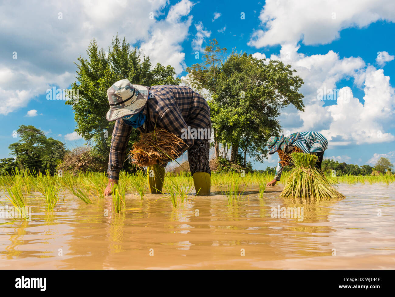 Real paddy hi-res stock photography and images - Alamy