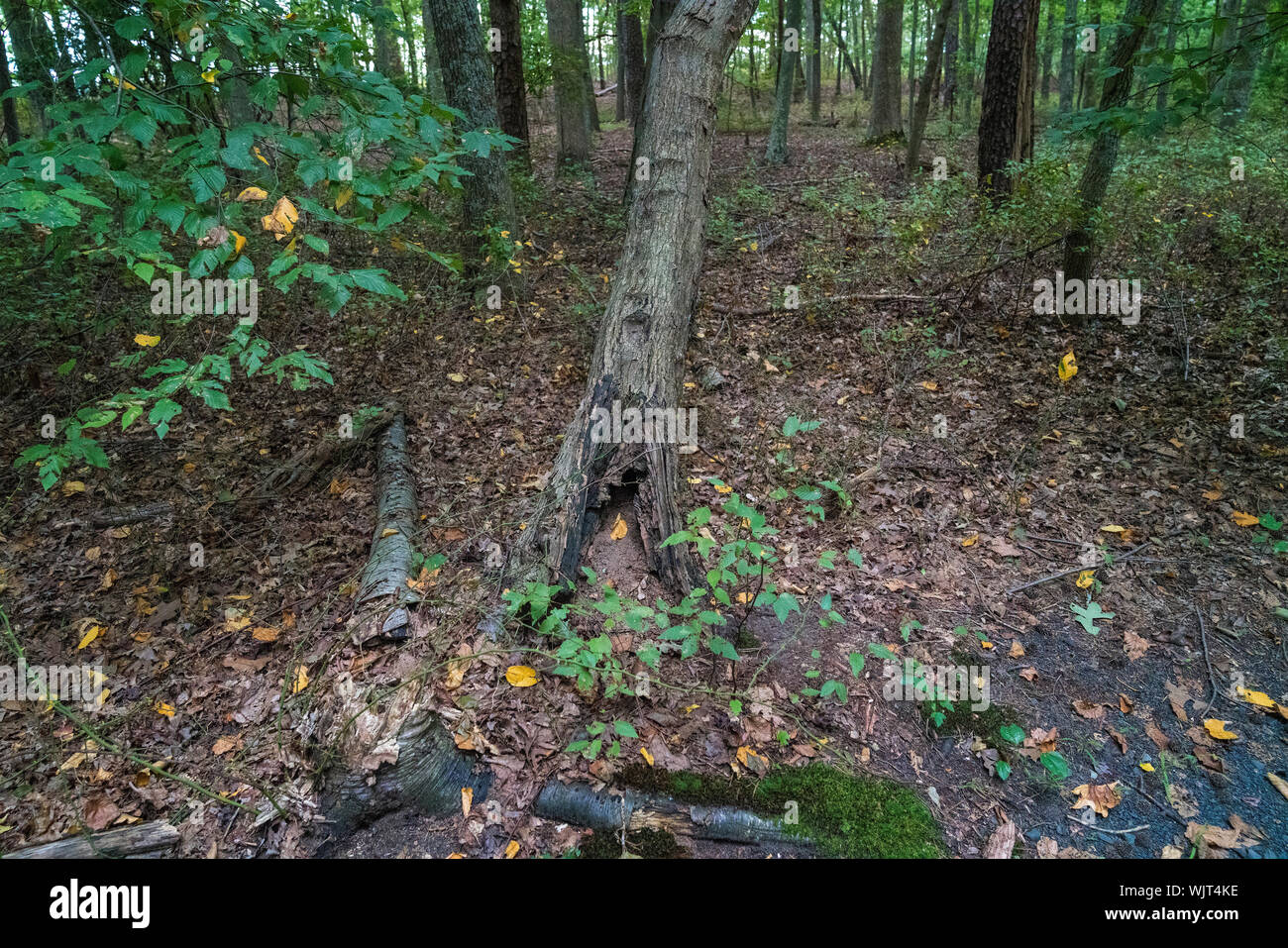 Freehold State Park, NJ Stock Photo Alamy