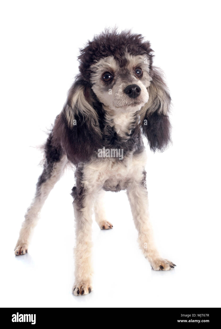 bicolor poodle in front of a white background Stock Photo