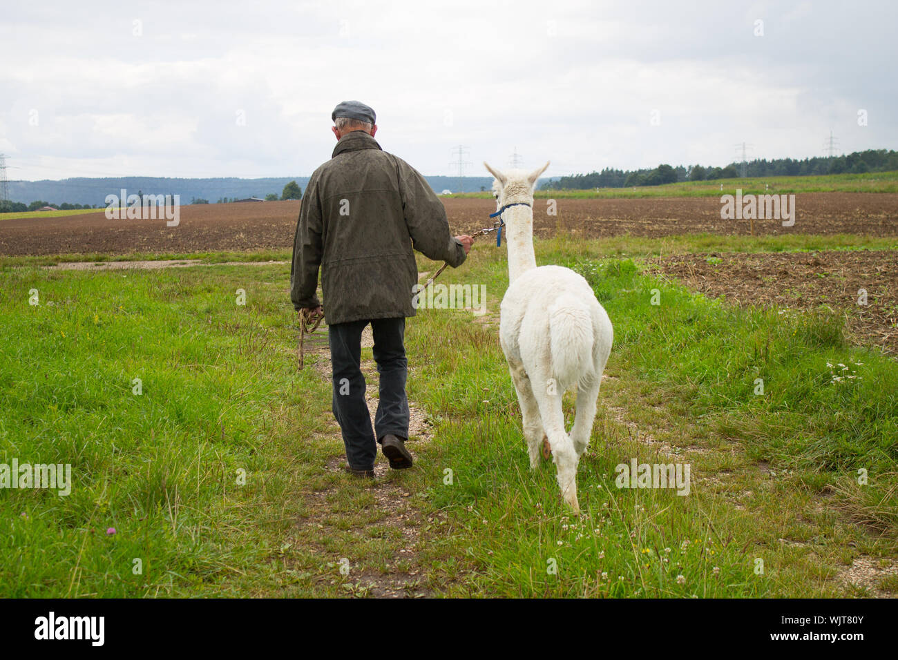 Alpaca on the field hi-res stock photography and images - Alamy