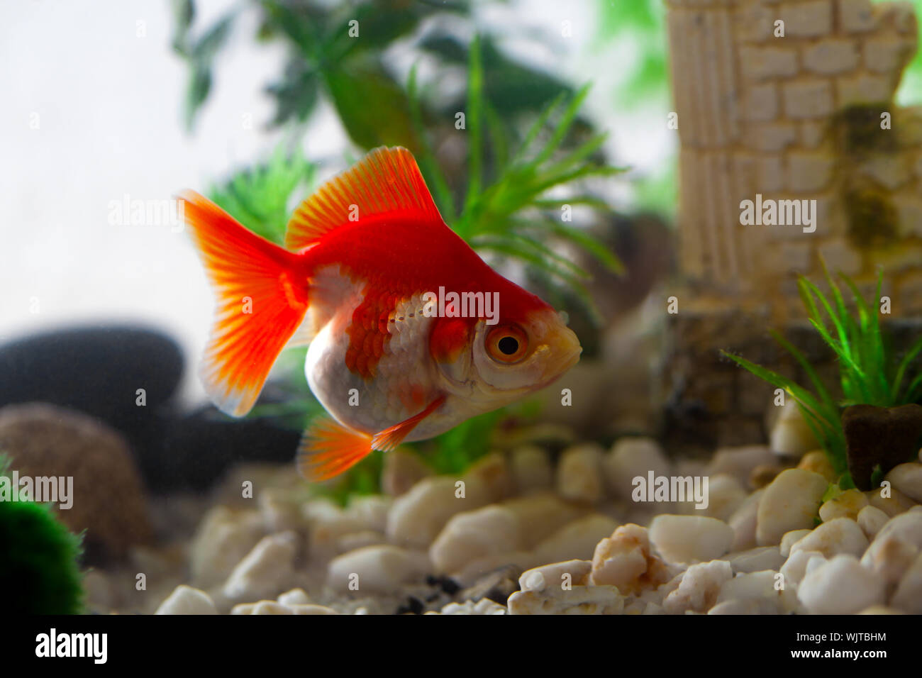 Goldfish in bowl with rocks hi-res stock photography and images - Alamy