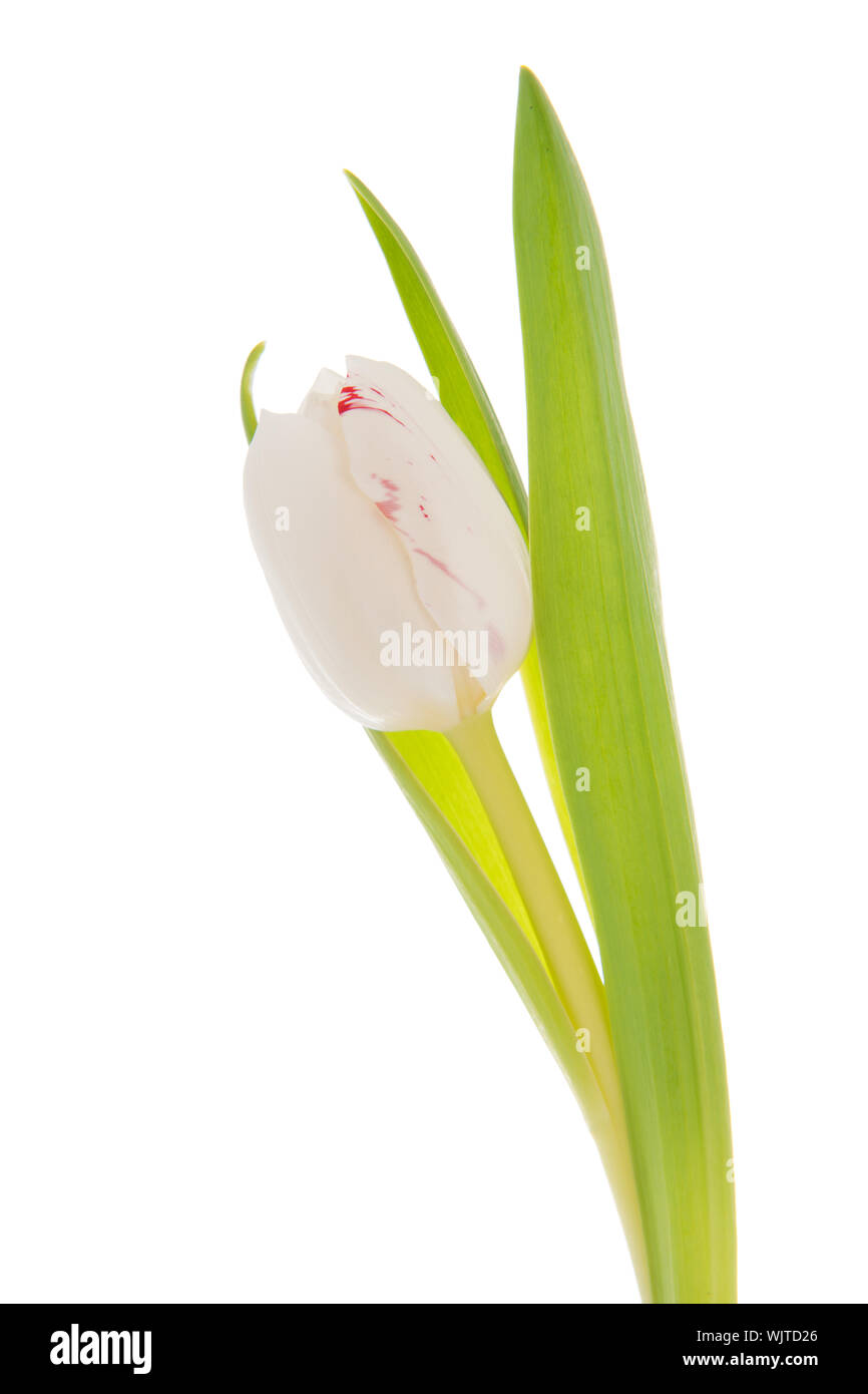 Single White Tulip Isolated Over White Background Stock Photo Alamy single-white-tulip-isolated-over-white-background-stock-photo-alamy