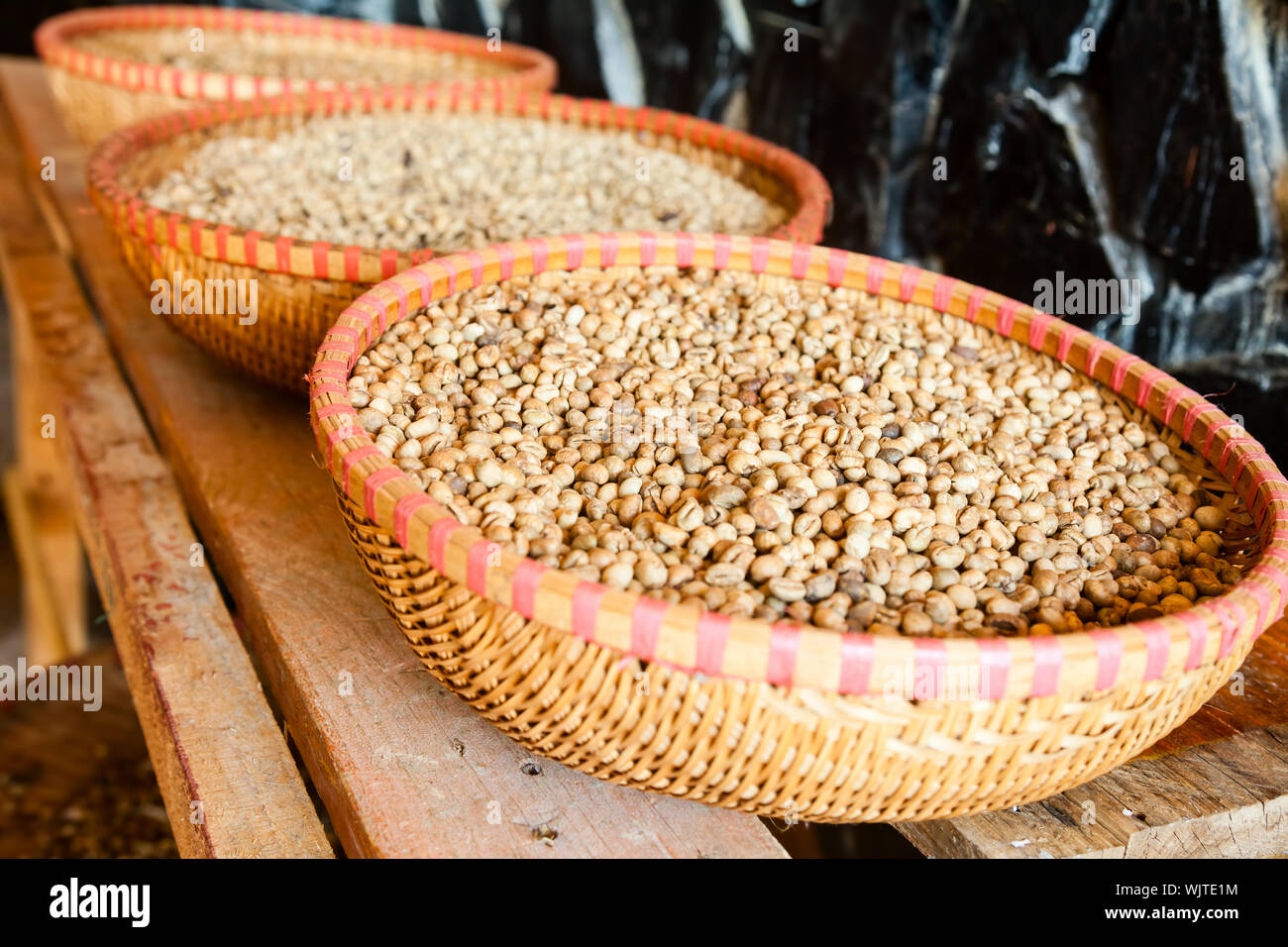 Civet feces with embedded coffee beans Weasel coffee (Kopi Luwak or