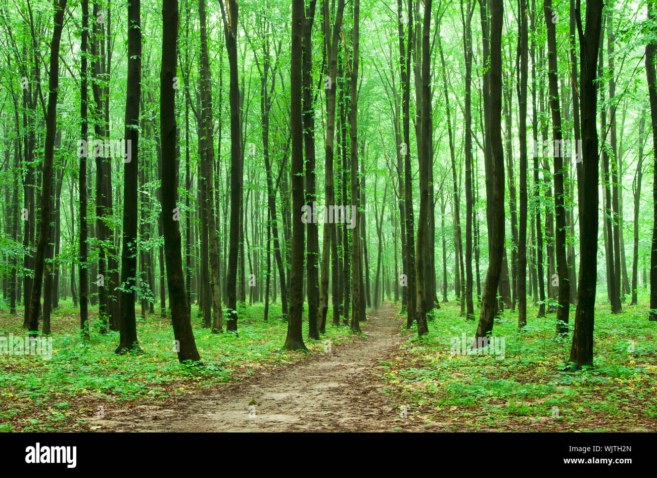 forest trees. nature green wood backgrounds Stock Photo - Alamy