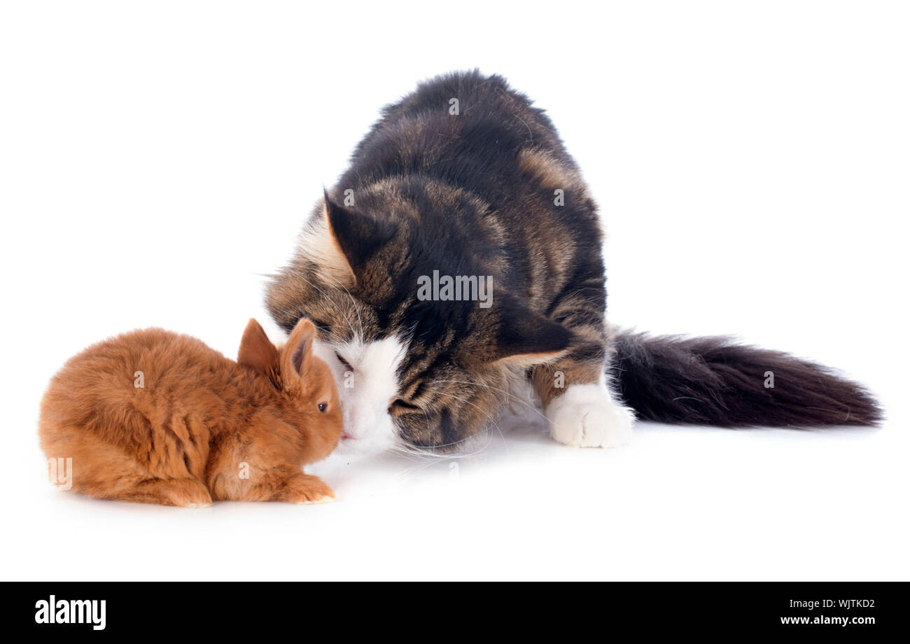 portrait of a purebred maine coon cat and bunny on a white background ...