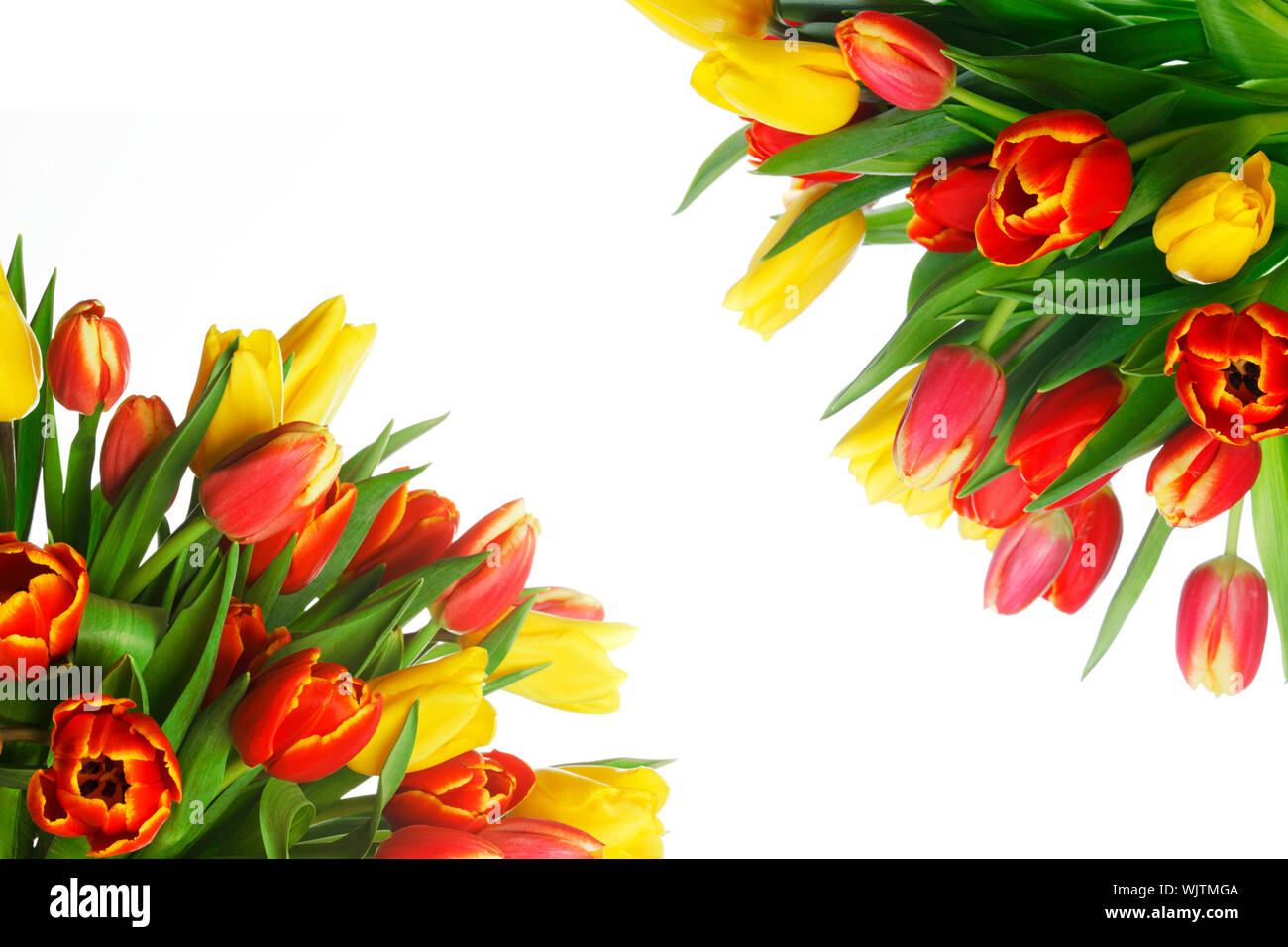 Bouquet of yellow and red tulips in corner isolated on white background ...