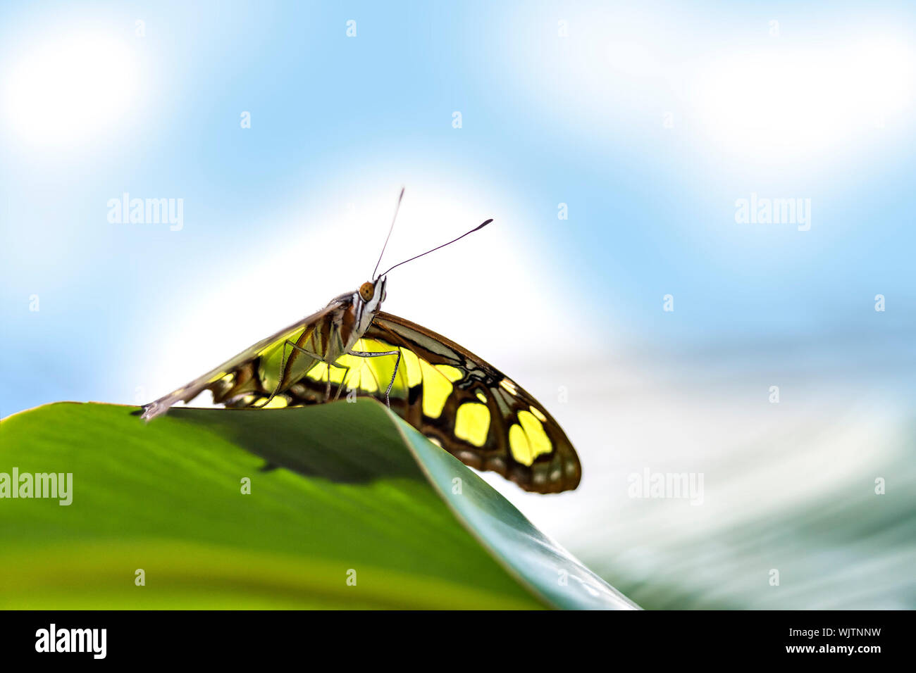 Picture of butterfly papilio on a green leave with blue sky Stock Photo