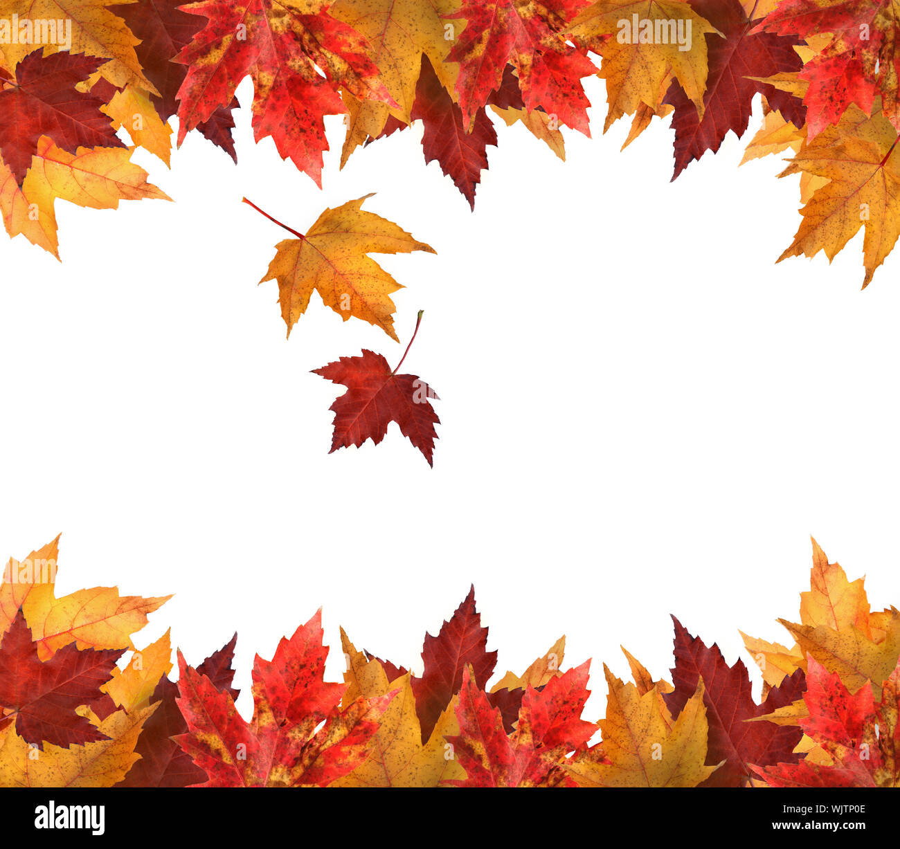 Maple leaves isolated on white background Stock Photo - Alamy