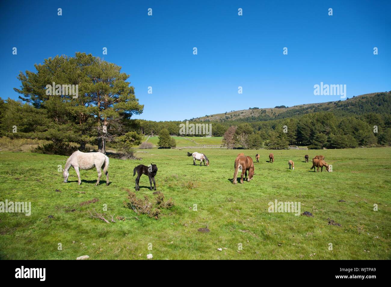 Comitiva de gado, peão de boiadeiro, boi, Bos taurus, Cortege of Cattle,  Peasant of Cowboy, Ox, Miranda, Mato Grosso do Sul, Brazil Stock Photo -  Alamy