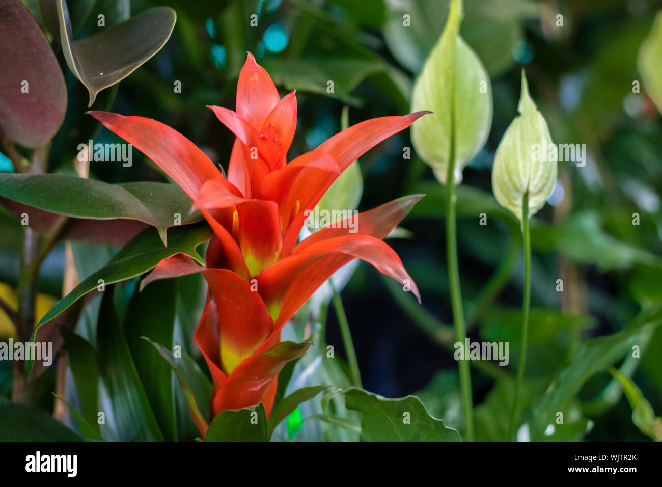 Droophead Tufted Airplant Draw Close Up Of Bromeliad Flower Green Leaves Background Blurred Stock Photo Alamy