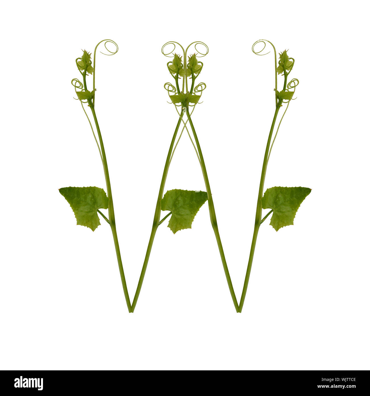 Close-up Of Alphabet Made With Plants Against White Background Stock