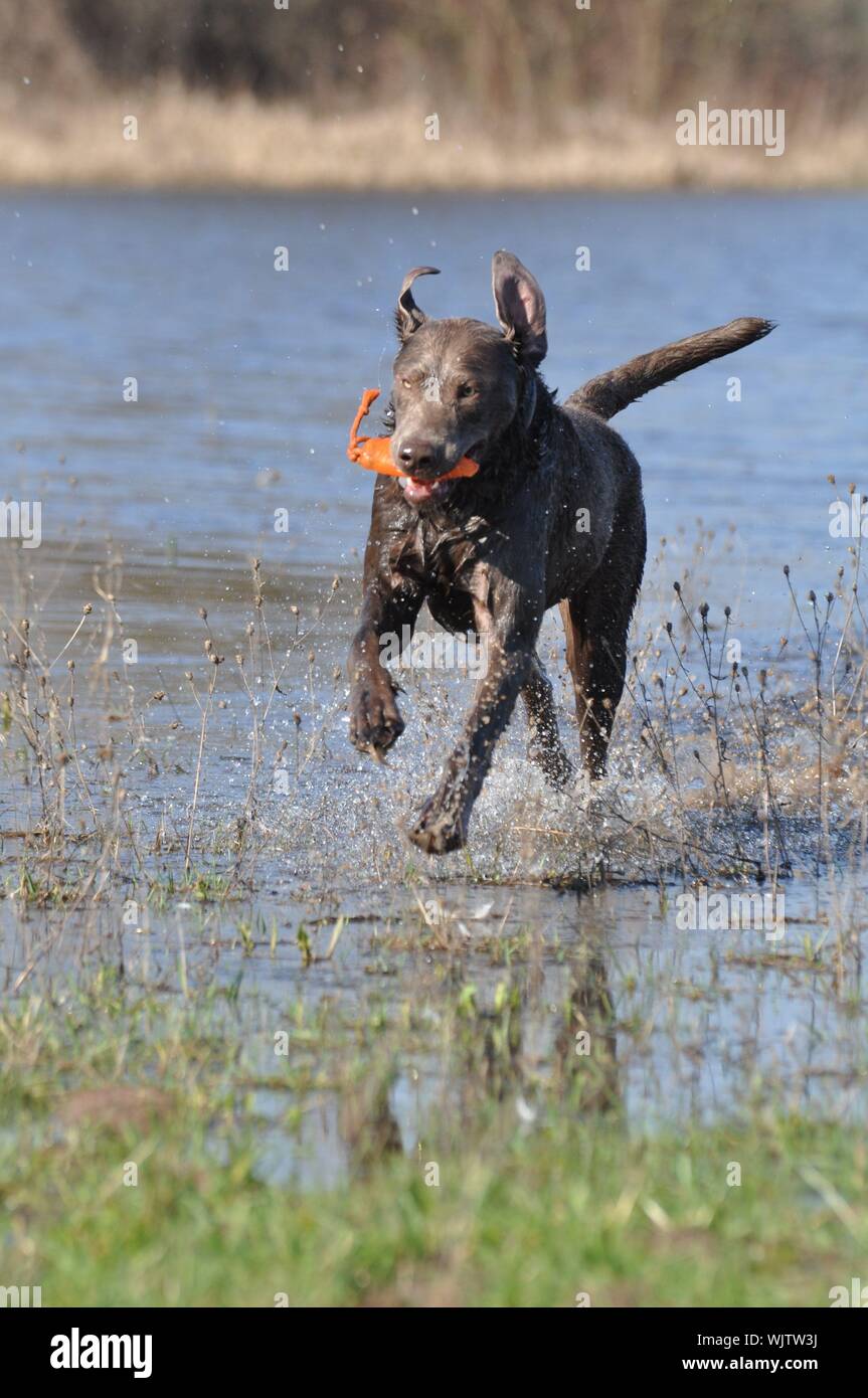 Dog Carrying Toy In Mouth While Running At Lakeshore Stock Photo Alamy