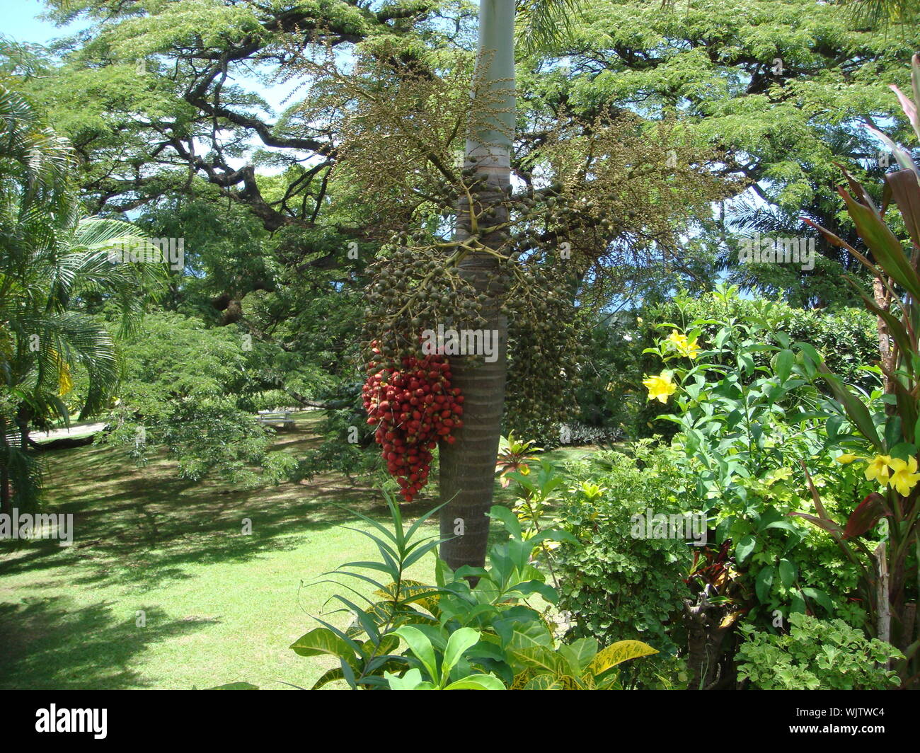 High Angle View Of Areca Nut Tree Growing At Park Stock Photo