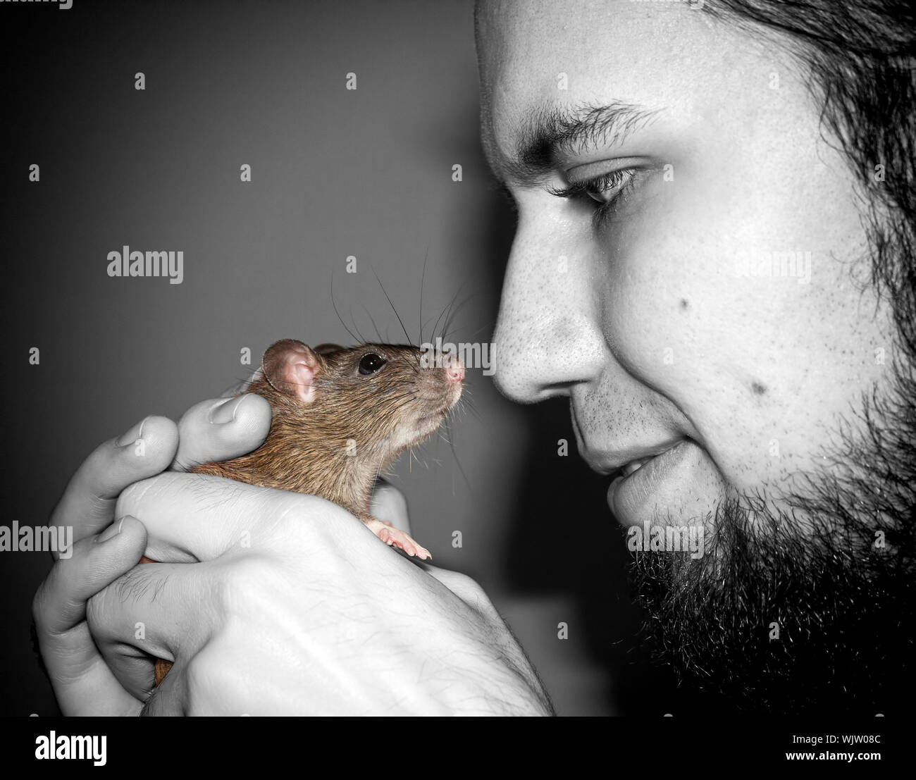 Human holding rat hires stock photography and images Alamy