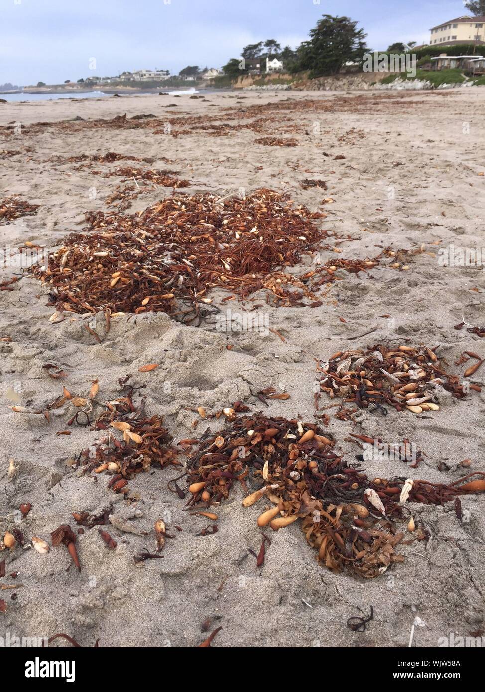 Dried Kelp High Resolution Stock Photography and Images Alamy