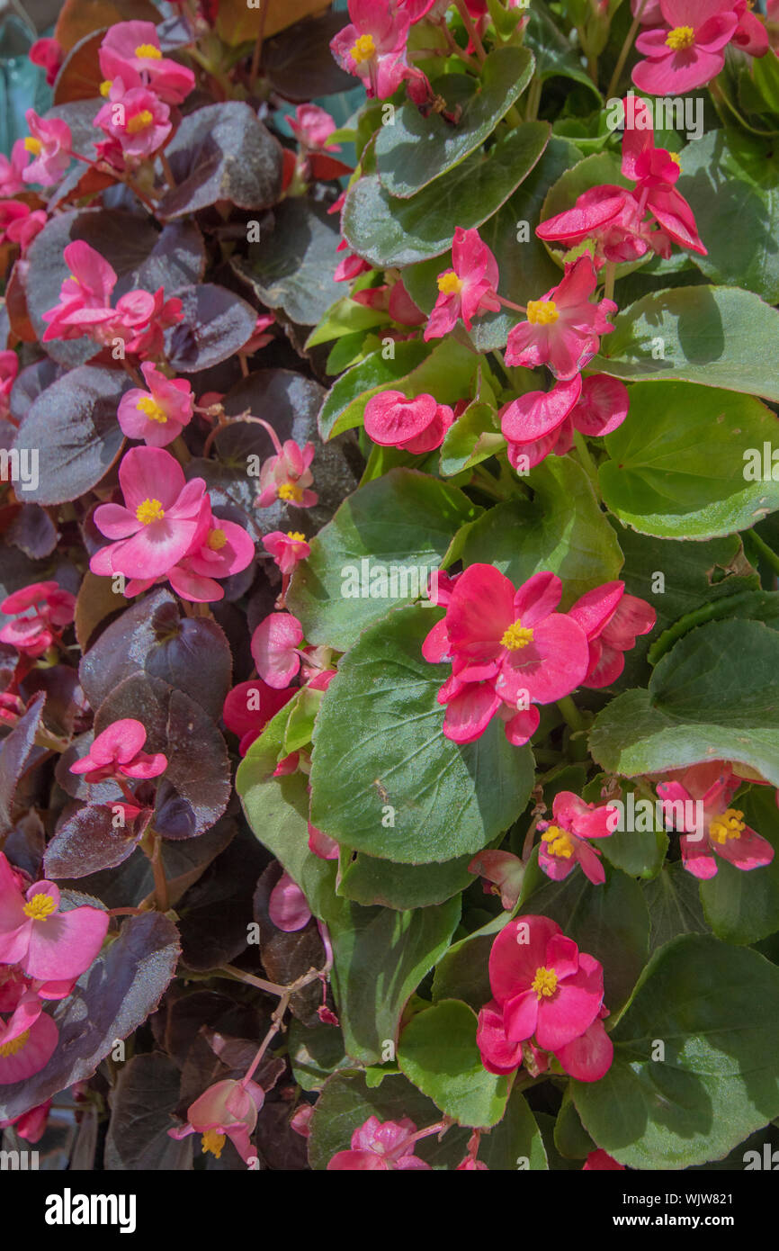 Close up shoot of Wax Begonia plant. There are pink flowers and green