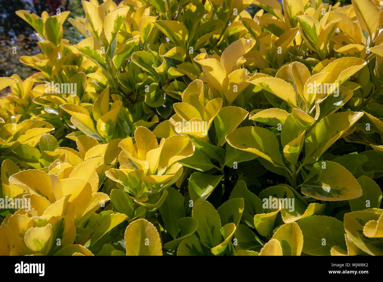 Close up of leaves of Japanese spindle plant. They have yellow and