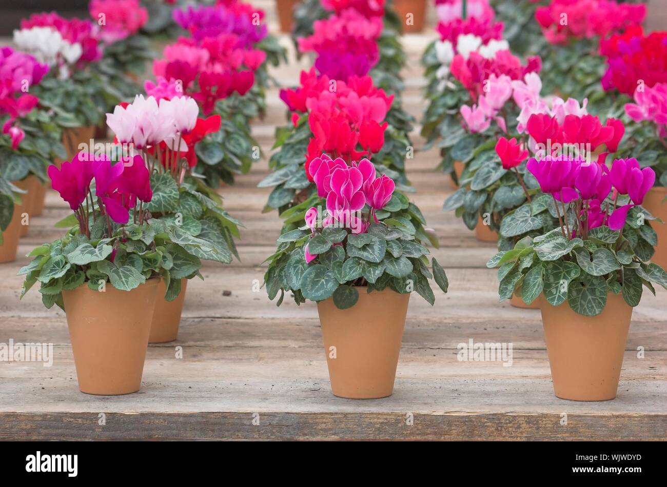 Fiolki hi-res stock photography and images - Alamy Fiolki hi-res stock photography and images - Alamy