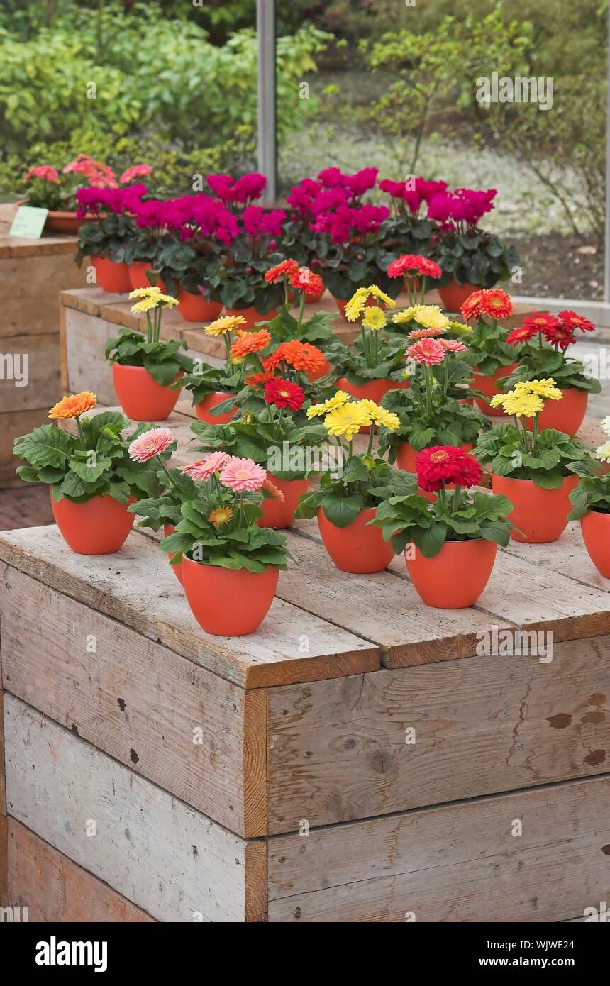 Flower exposition on a flower fair in Keukenhof, Holland Stock Photo ...