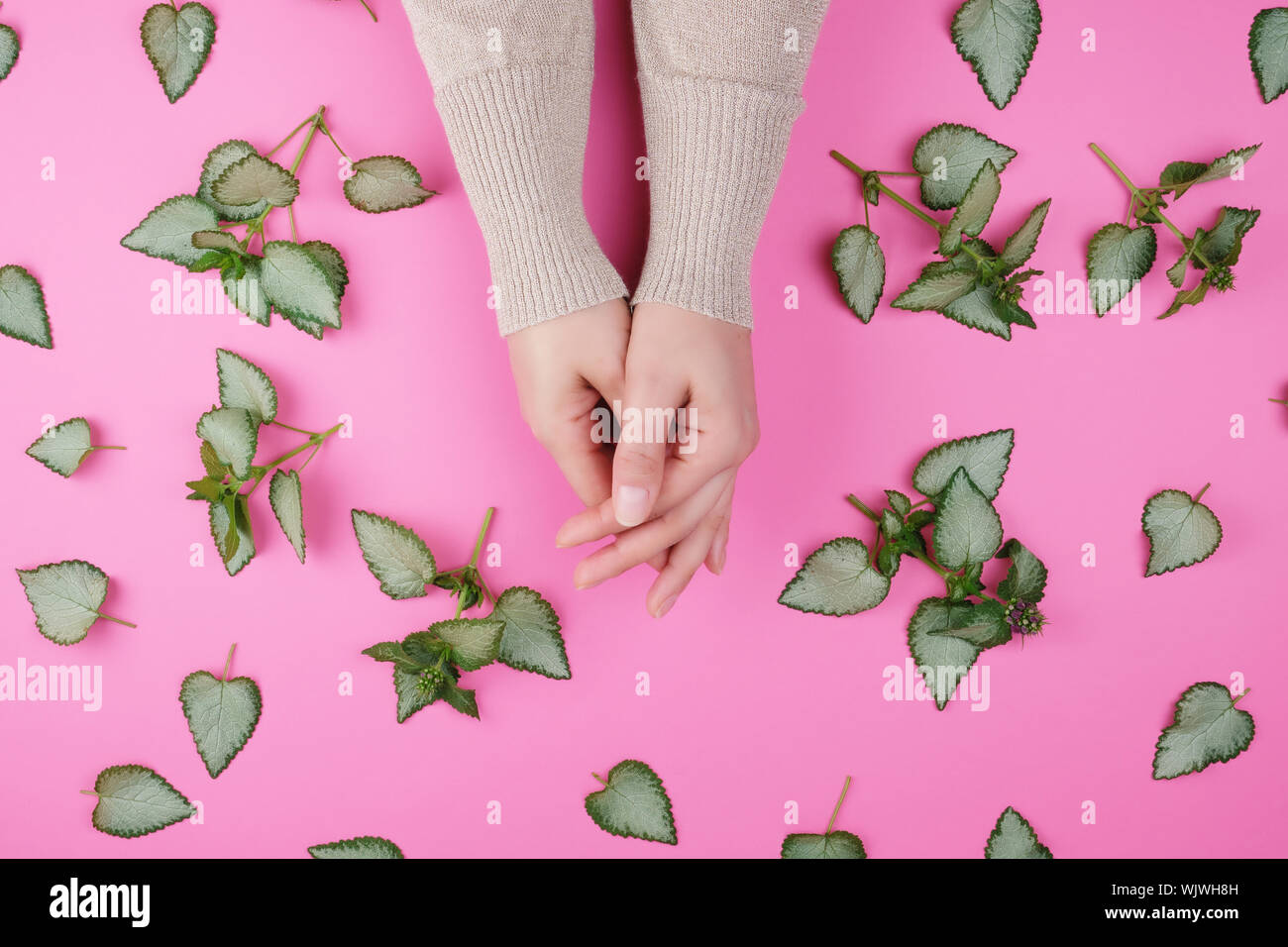 two female hands and fresh green leaves of a plant on a pink background, top view. Concept of natural care cosmetics for skin against wrinkles and agi Stock Photo