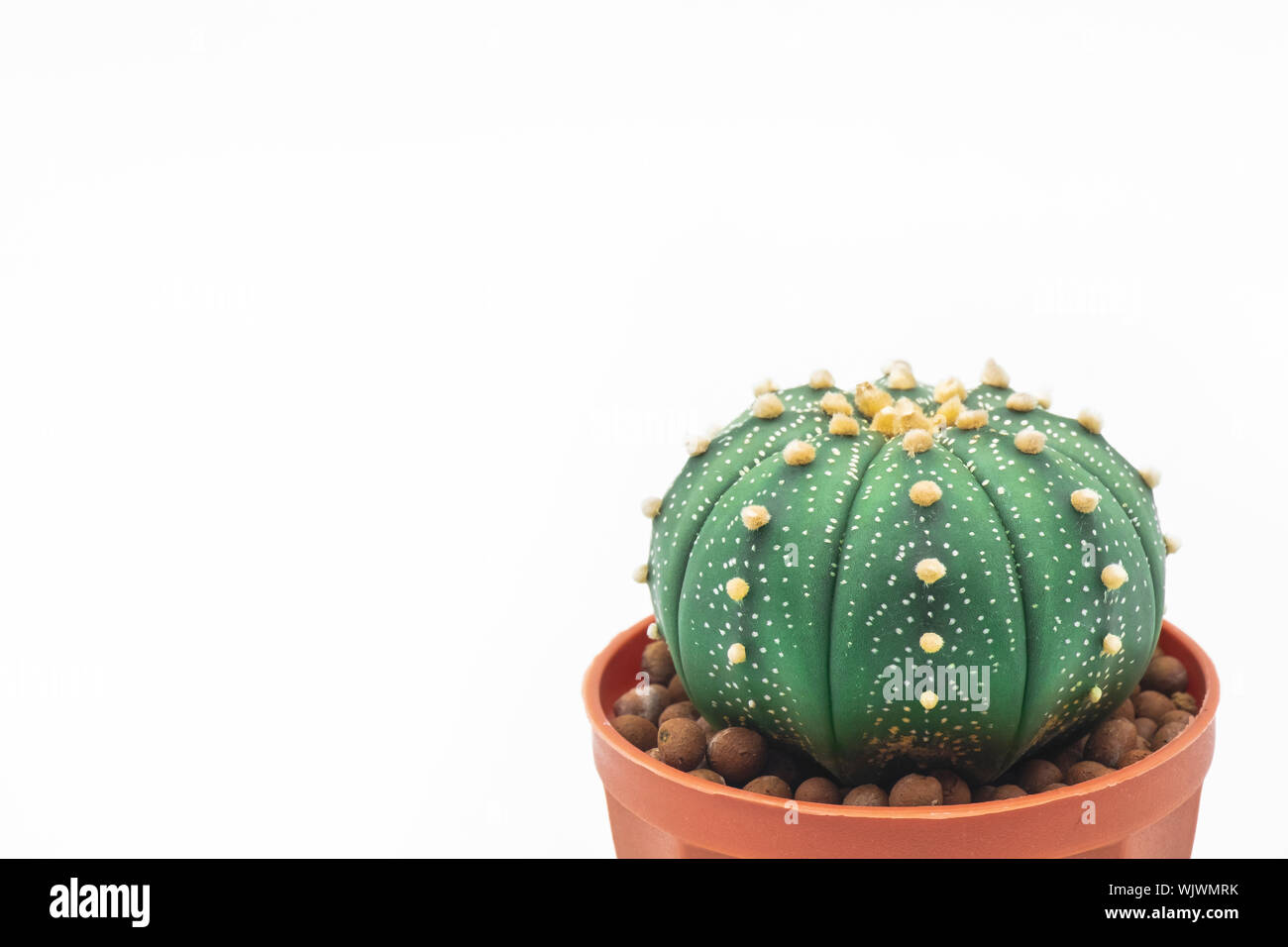Astrophytum asterias cactus or star cactus isolate on white background Stock Photo