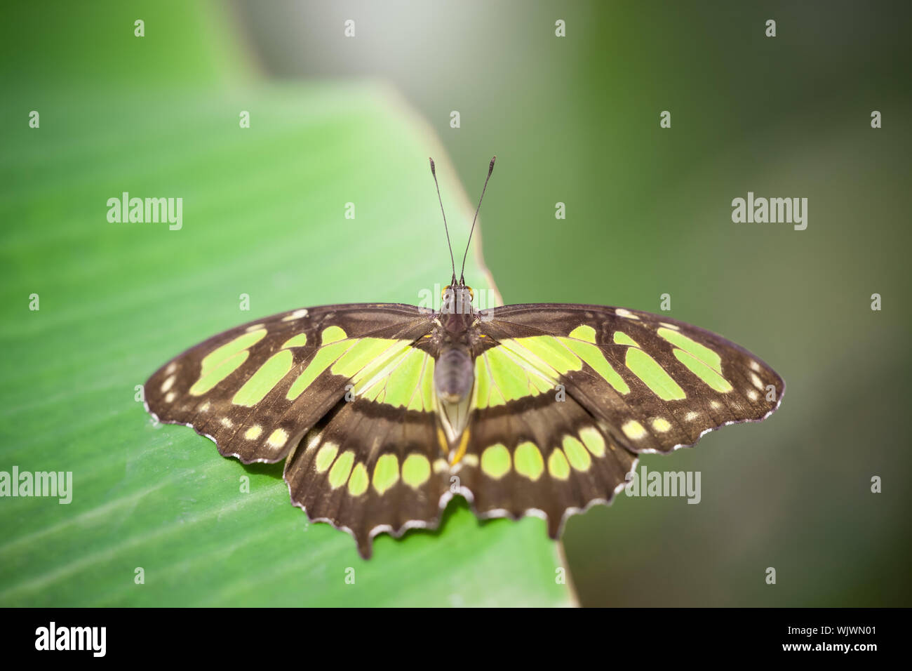 An image of a nice butterfly - Papilionidae Stock Photo