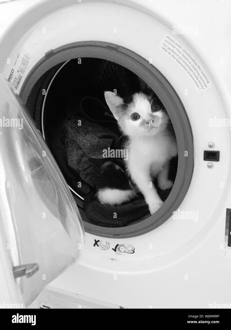Cat in the washing machine hires stock photography and images Alamy