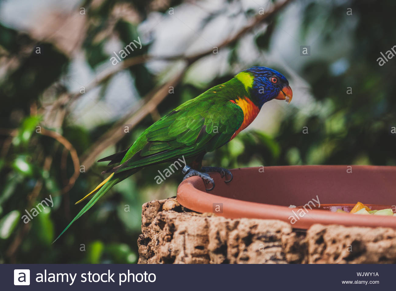 Wild Parrot On Bird Feeder Stock Photos Wild Parrot On Bird