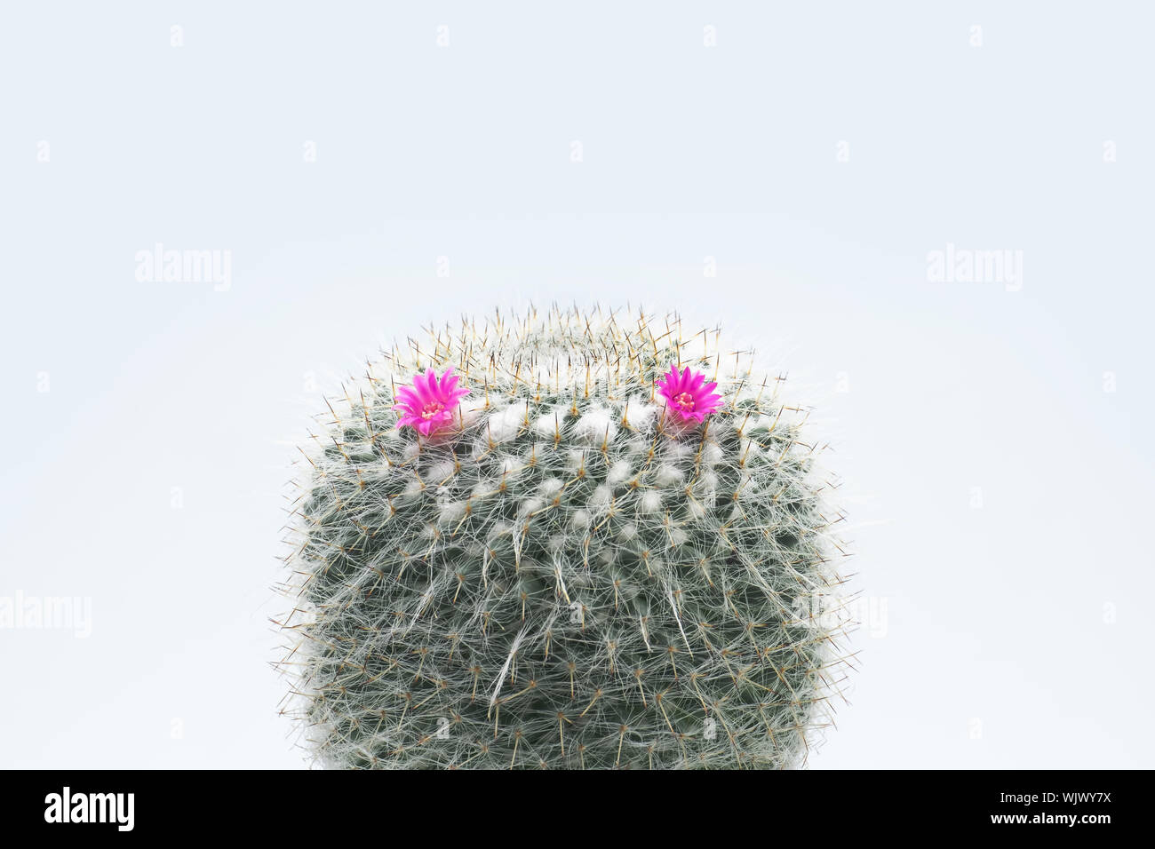Close up of cactus Mammillaria with small pink flower isolate on the white background Stock Photo