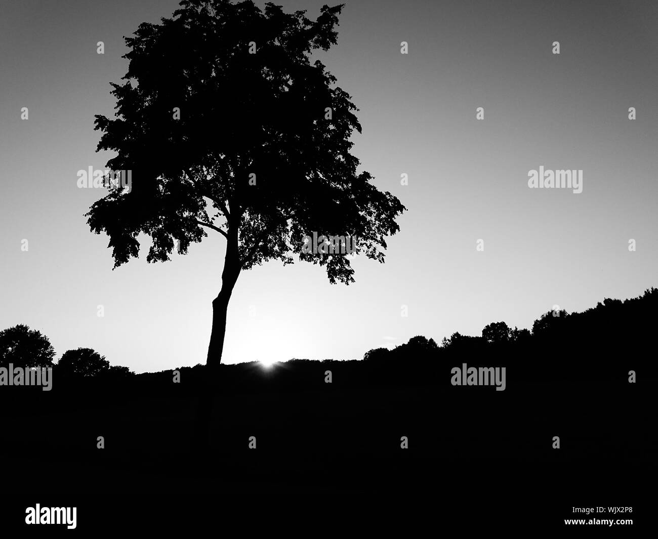 Silhouette trees sunset sunset Black and White Stock Photos & Images ...