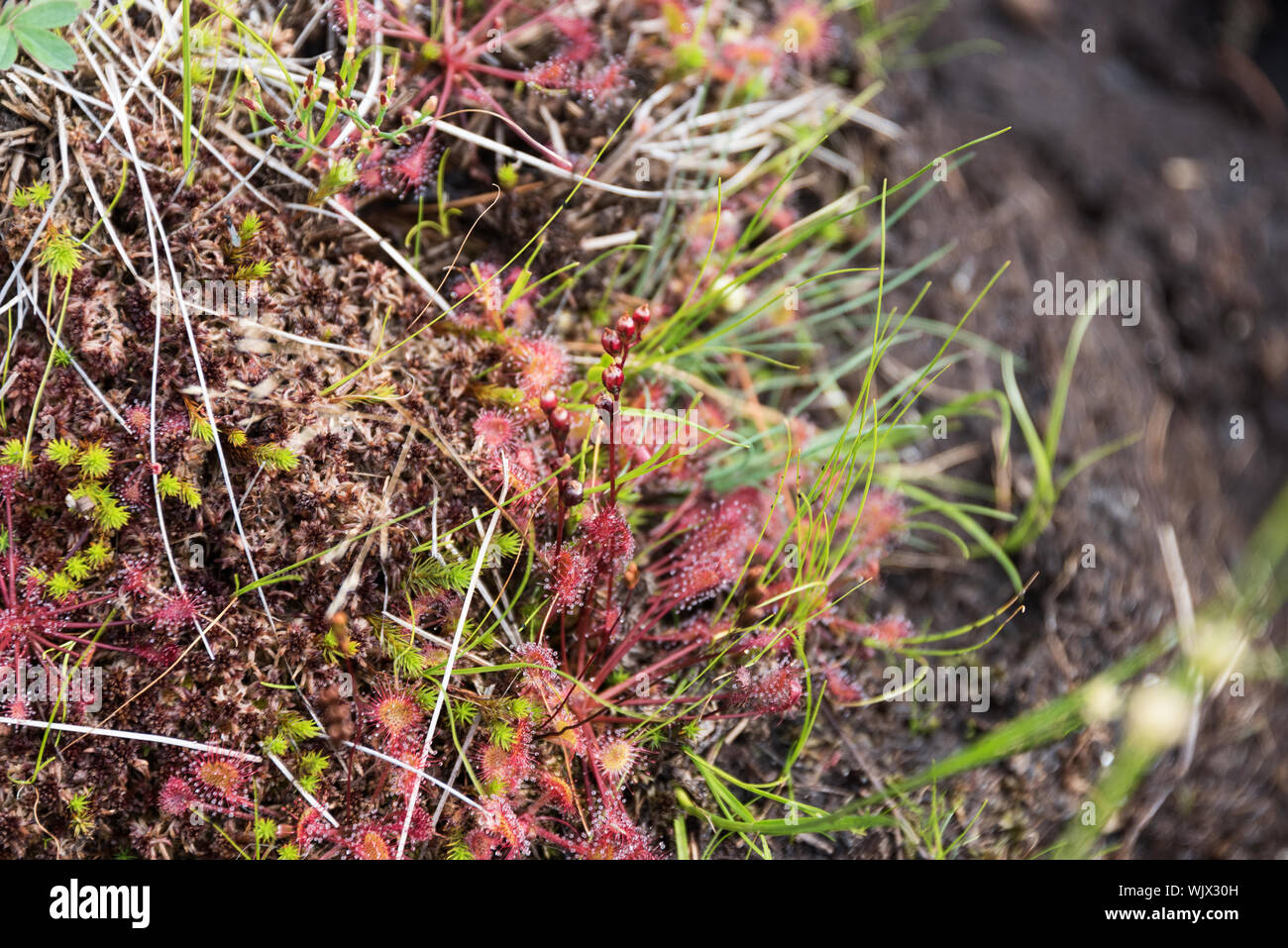 Round-leaved Sundews (Drosera rotundifolia) with seed pods in an alpine bog on the South Ridge trail of  Cadillac Mountain, Acadia National Park, Main Stock Photo