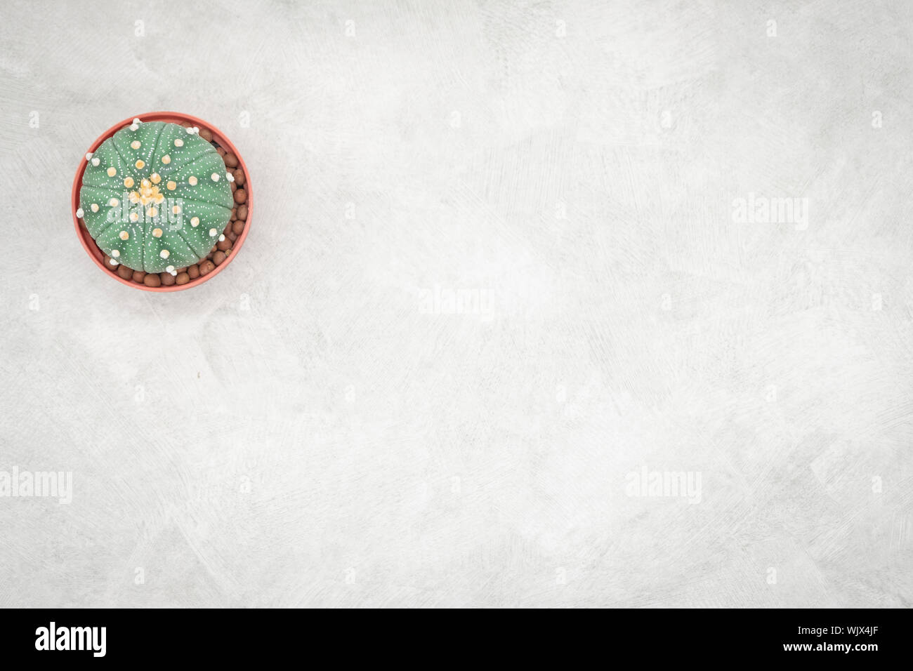 Cactus and notebook on the office table, grey concrete background, flat lay Stock Photo