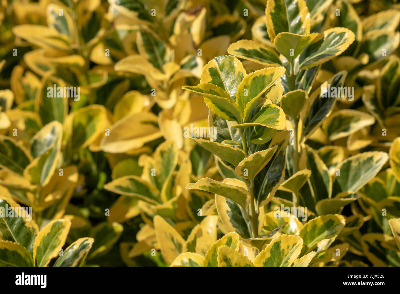 closeup of japanese spindle plant Stock Photo Alamy