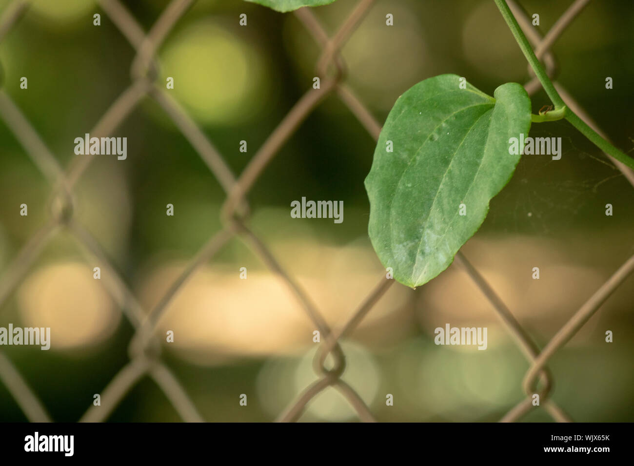 Ivy plant climbing iron fence hi-res stock photography and images - Alamy