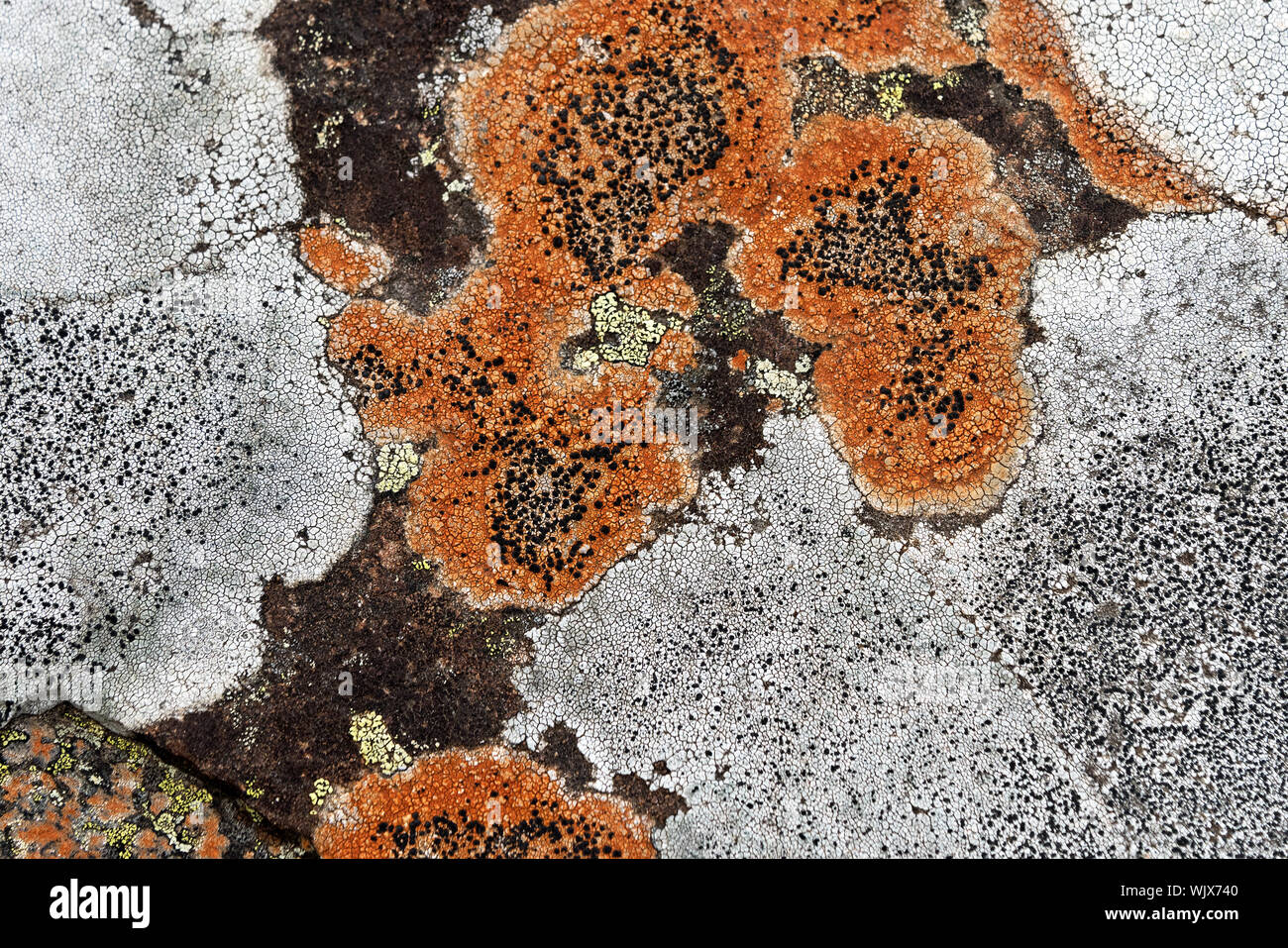 Lichen on granite, South Ridge of Cadillac Mountain, Acadia National Park, Maine. Possibly Lecidea lithophila, Rhizocarpon geographicum, & R. disporum Stock Photo