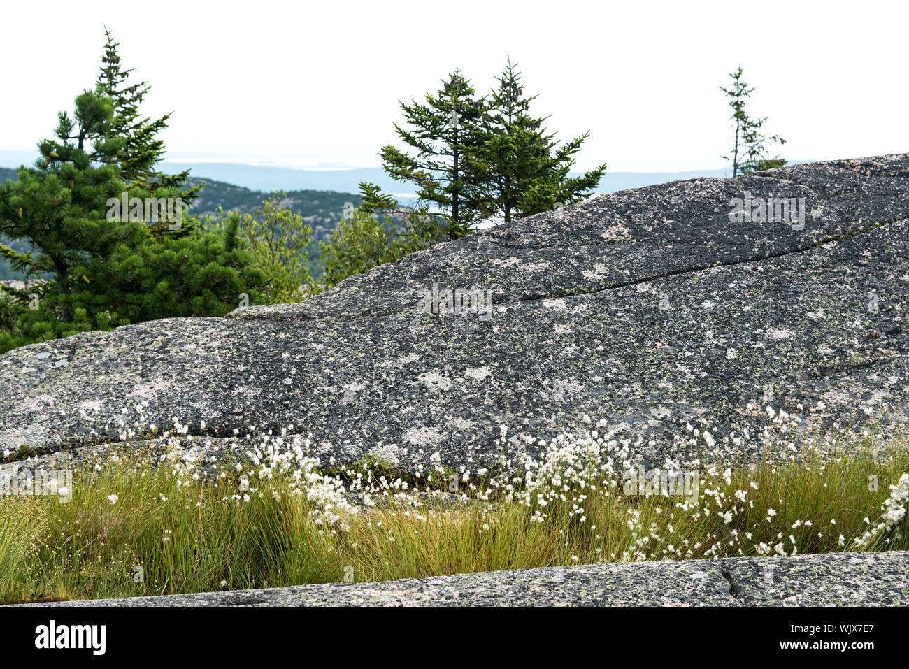 Alpine bog with Cotton-Grass in bloom on the South Ridge trail of  Cadillac Mountain, Acadia National Park, Maine, USA. Stock Photo