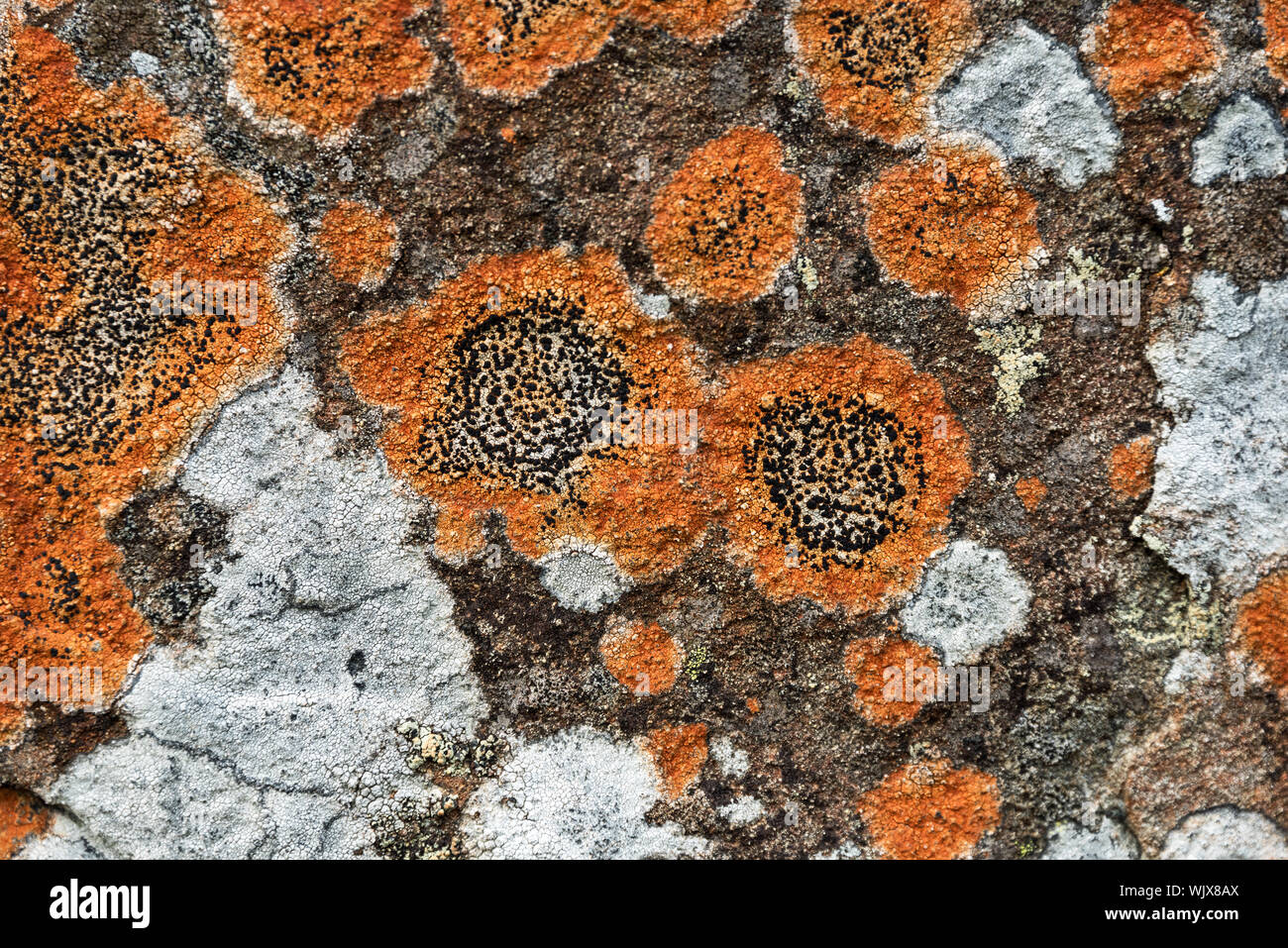 Lichen on granite, South Ridge of Cadillac Mountain, Acadia National Park, Maine. Possibly Lecidea lithophila, Rhizocarpon geographicum, & R. disporum Stock Photo