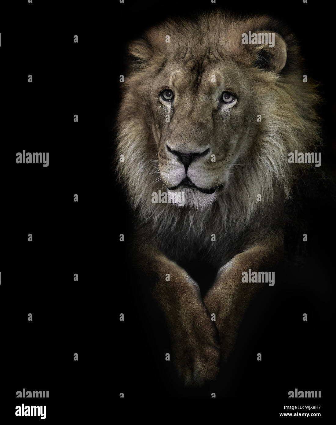 Lion Standing Against Black Background Stock Photo - Alamy Lion Standing Against Black Background Stock Photo - Alamy