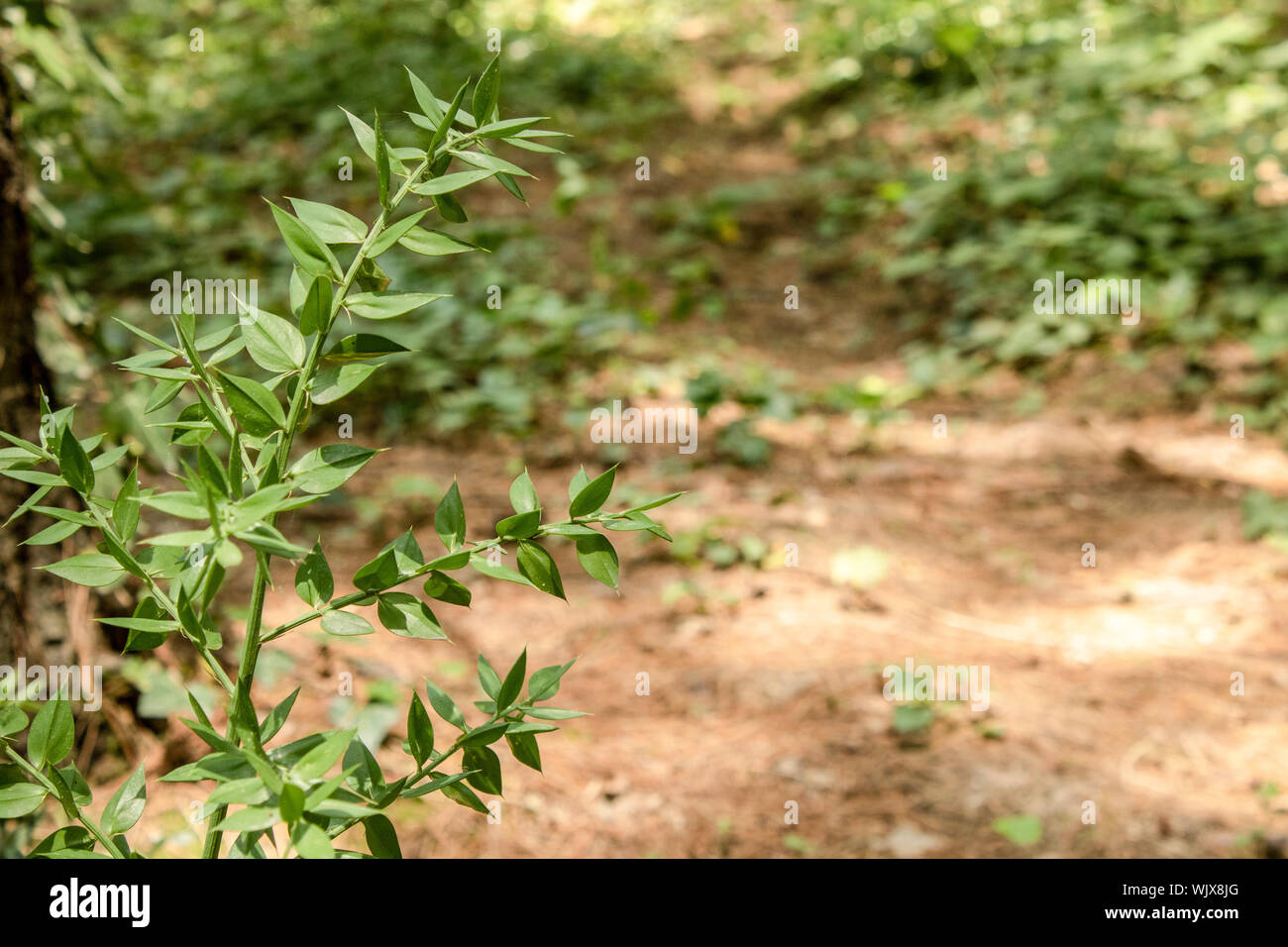 Closeup of the leaves of Butcher's broom plant. The photo was taken in