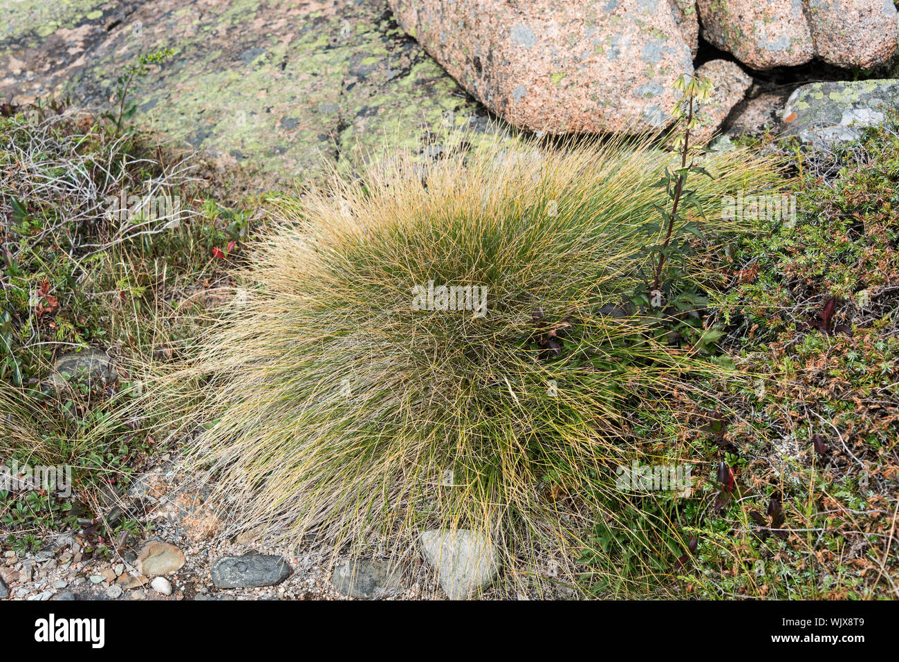 Tufted  Club-rush (Trichophorum cespitosum, also known as Deer's Hair Grass,  on the South Ridge of Cadillac Mountain, Acadia National Park, Maine. Stock Photo