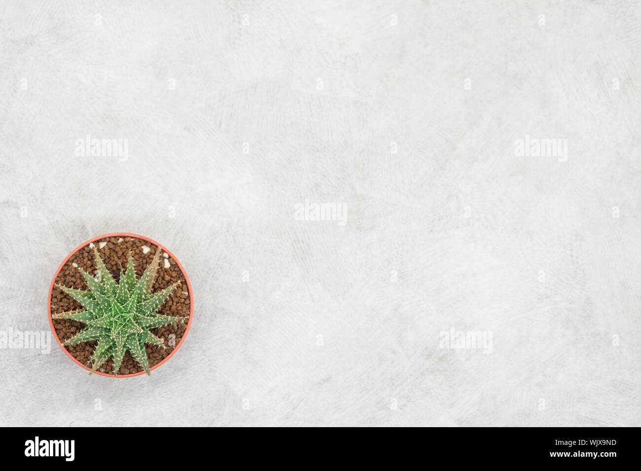 Cactus and notebook on the office table, grey concrete background, flat lay Stock Photo