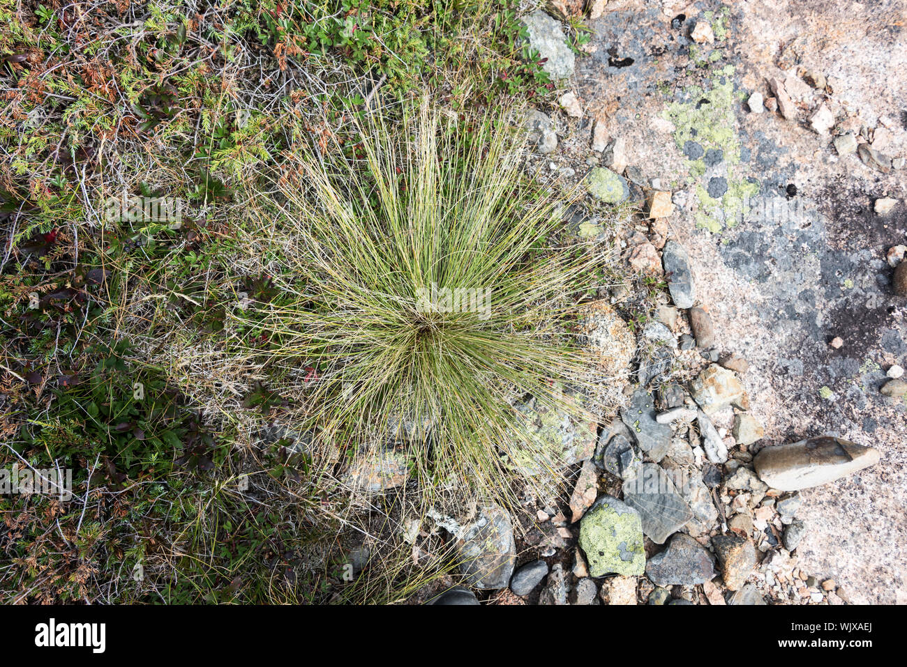 Tufted  Club-rush (Trichophorum cespitosum, also known as Deer's Hair Grass,  on the South Ridge of Cadillac Mountain, Acadia National Park, Maine. Stock Photo