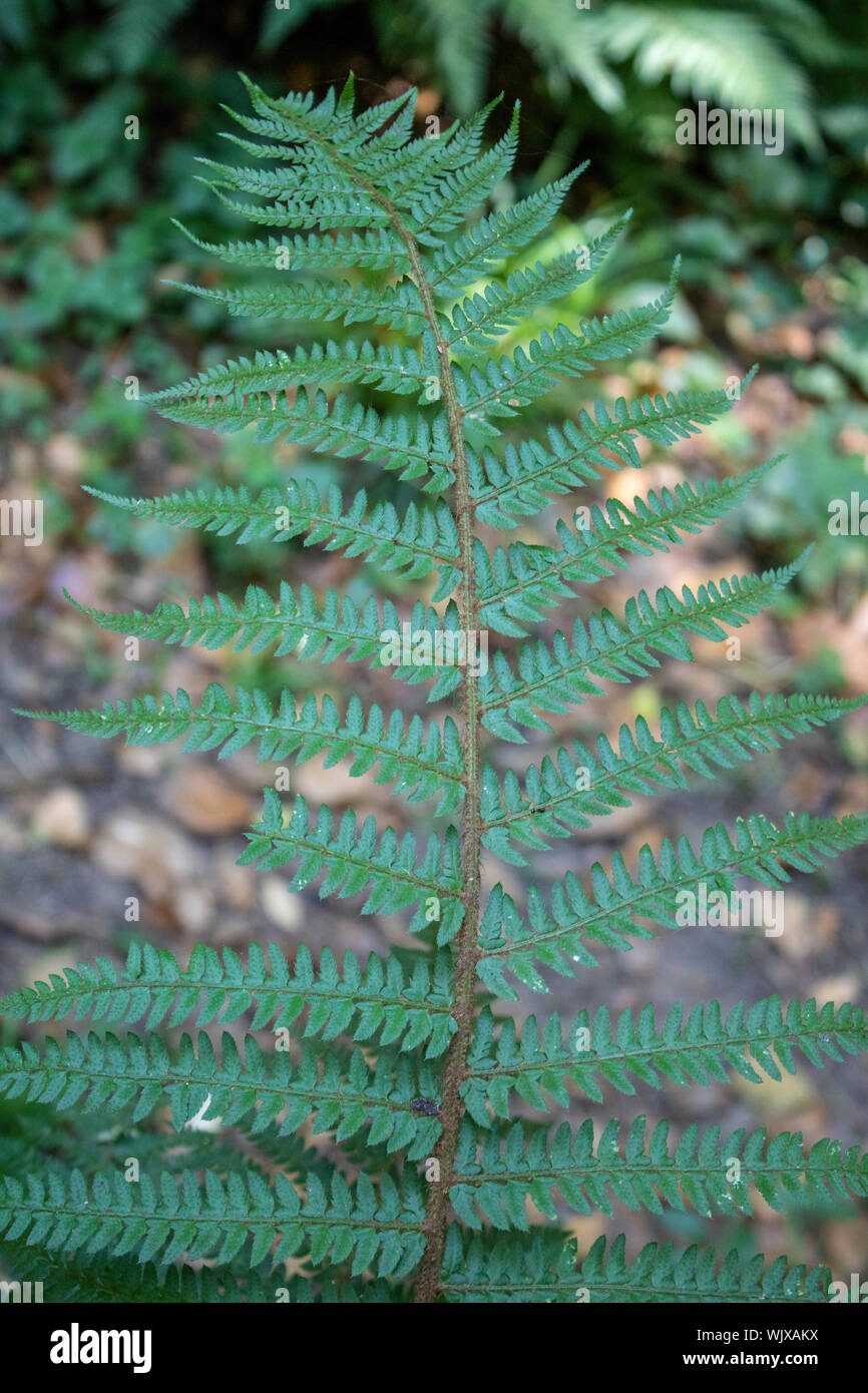 Prickly shield fern close up shoot of plant Stock Photo