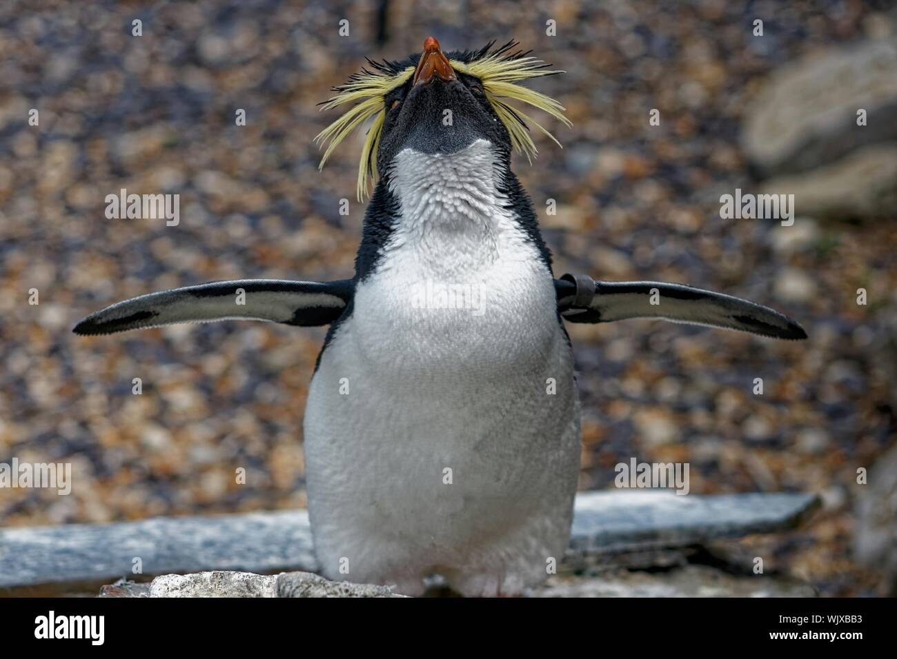 Top 128 + Penguins with hair on head - polarrunningexpeditions