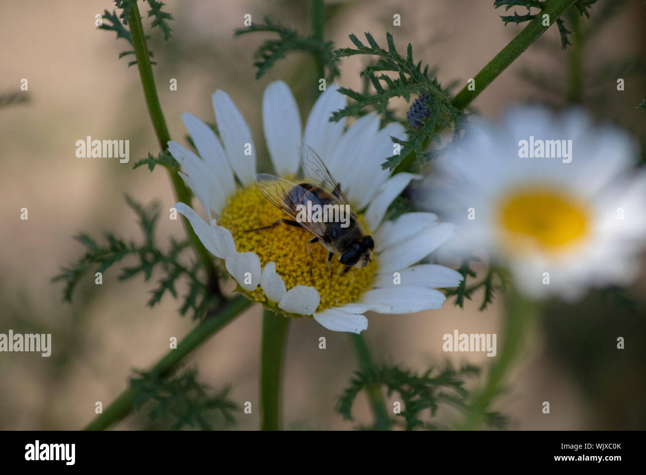 White Daisy Green Center High Resolution Stock Photography and Images